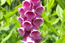 Digitalis Purpurea